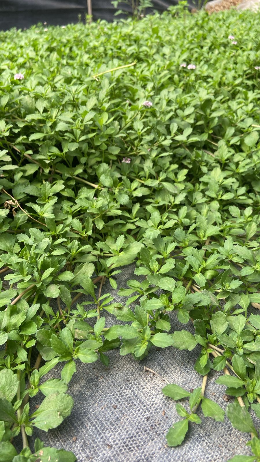 Proyecto Tiqui Tiqui 06